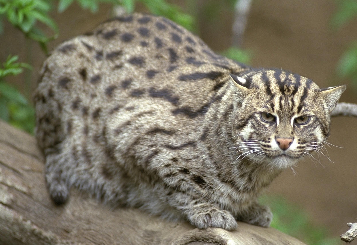 Fishing Cat Facts Big Cat Rescue